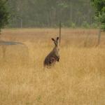 Kangaroo Valley